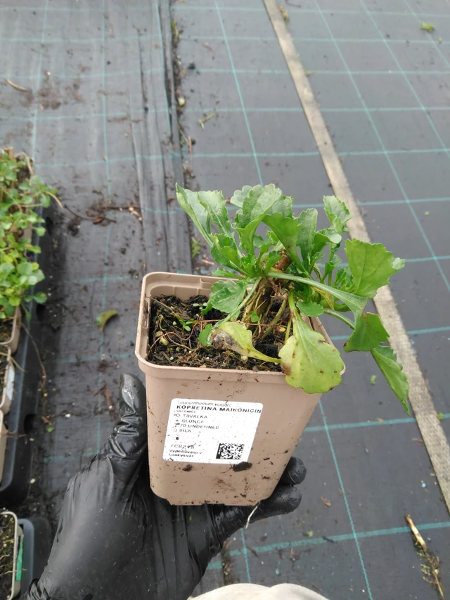 Kopretina Maikönigin - 23. 10. 2025