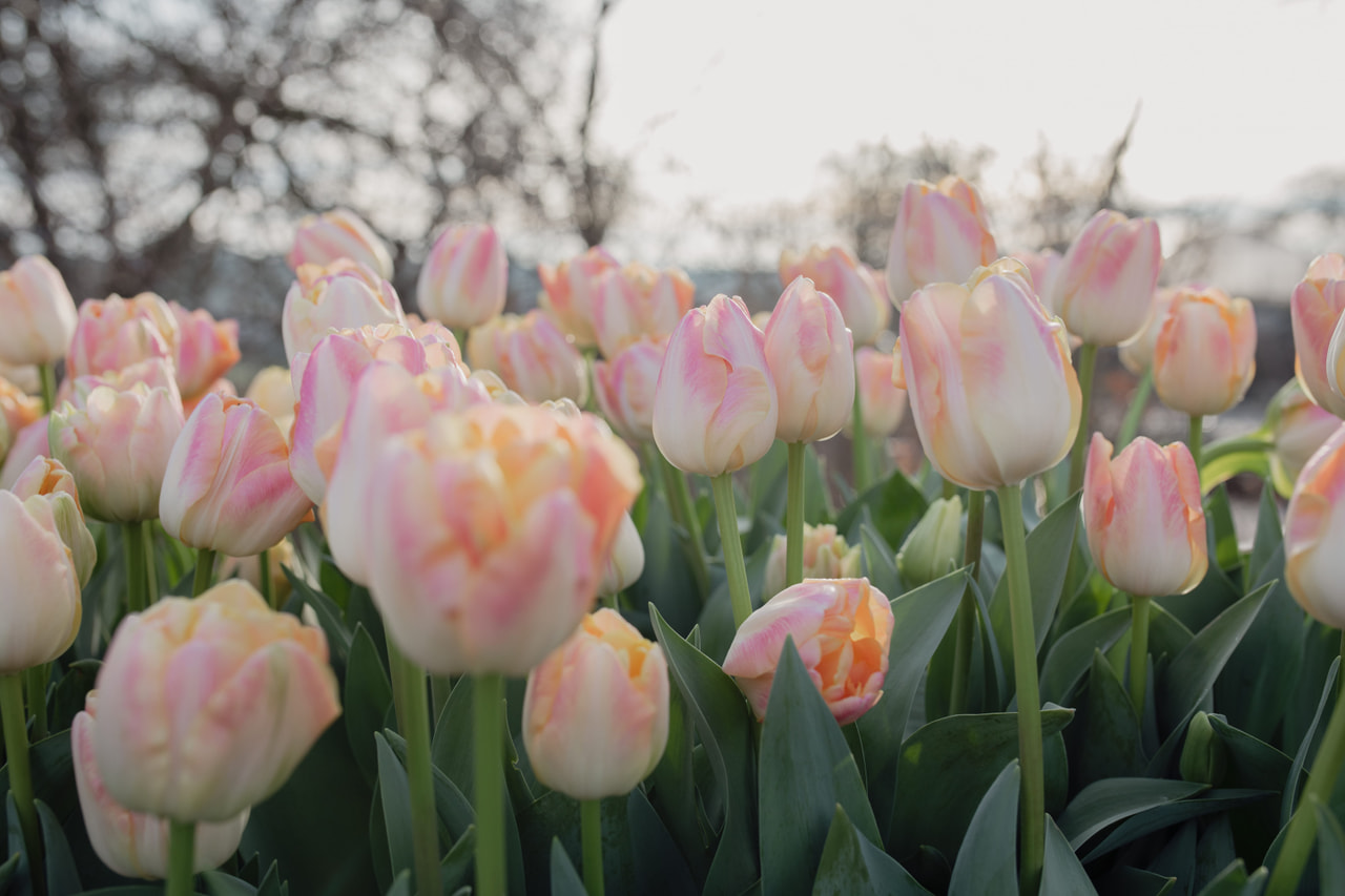 Tulipán Creme Upstar, Loukykvět