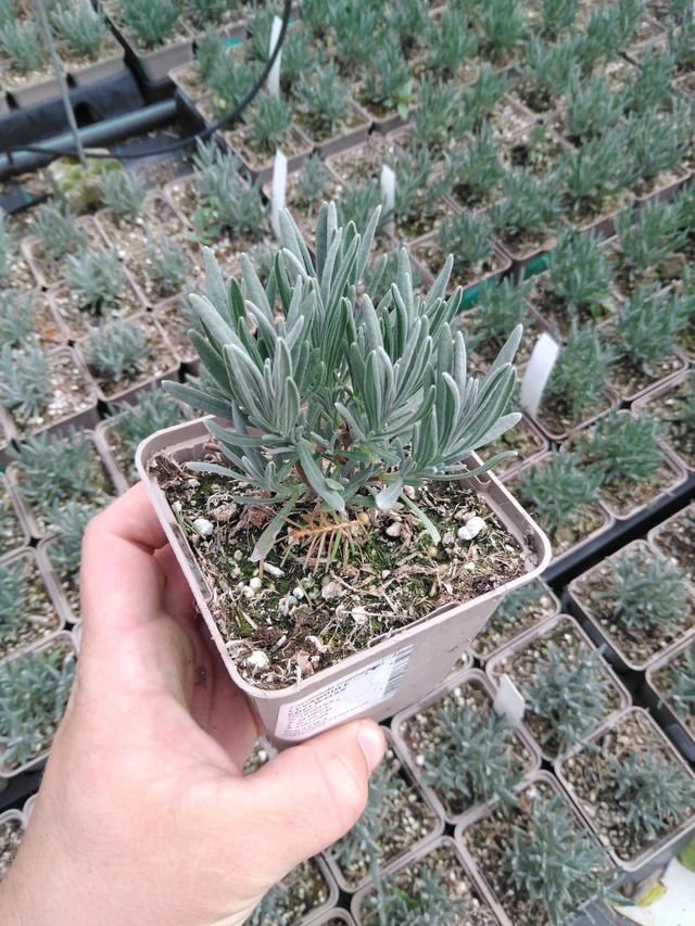 Lavanda Edelweiss - 2024