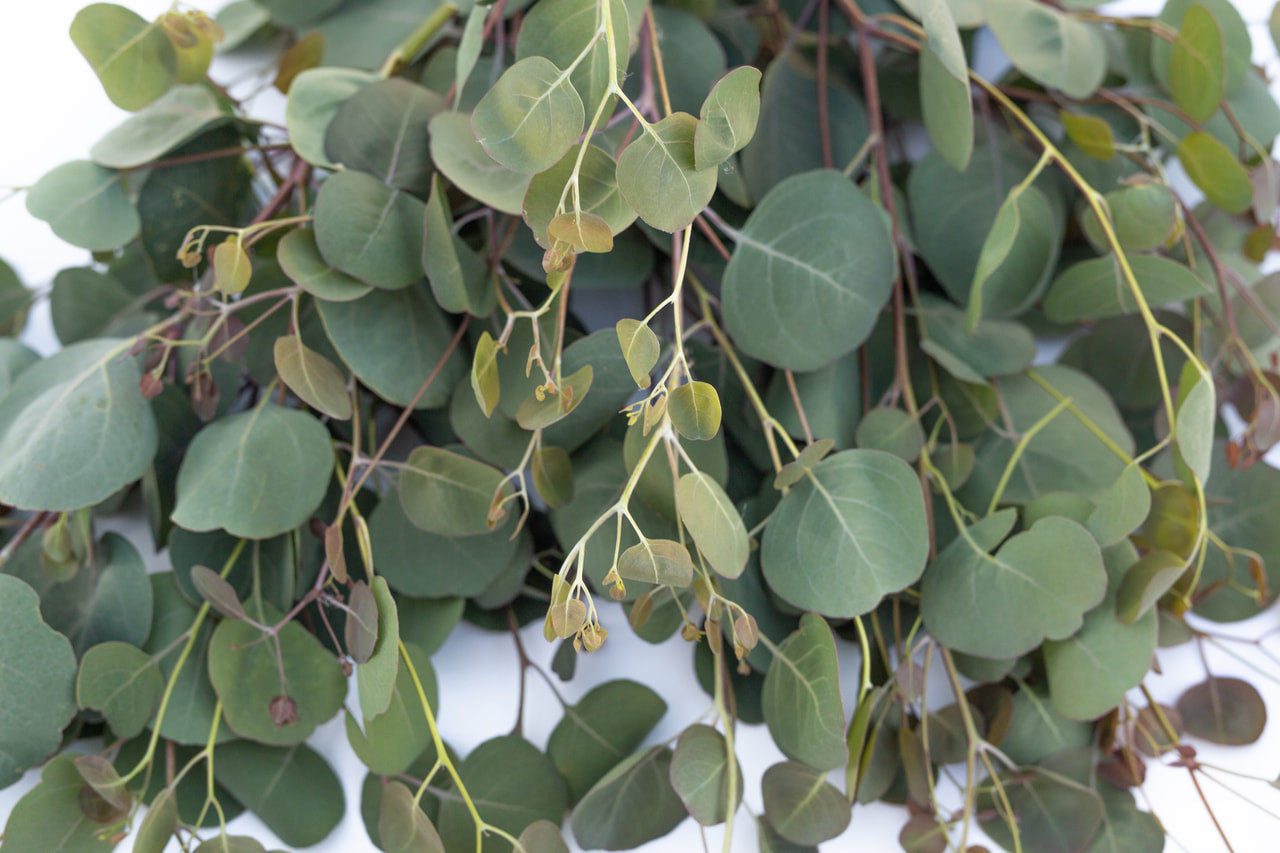 Eukalyptus Polyanthemos, Loukykvět