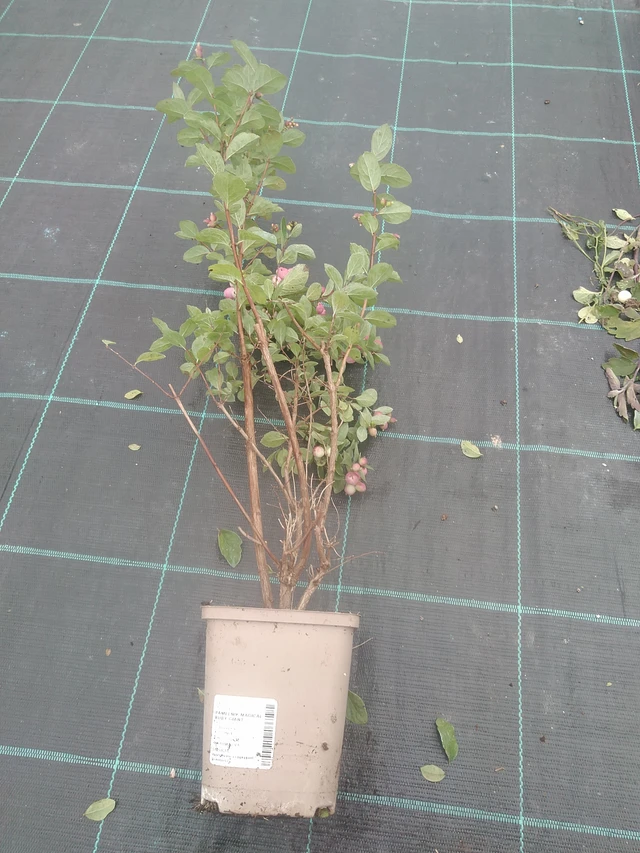 Snowberry Magical Ruby Giant - 10. 10. 2025