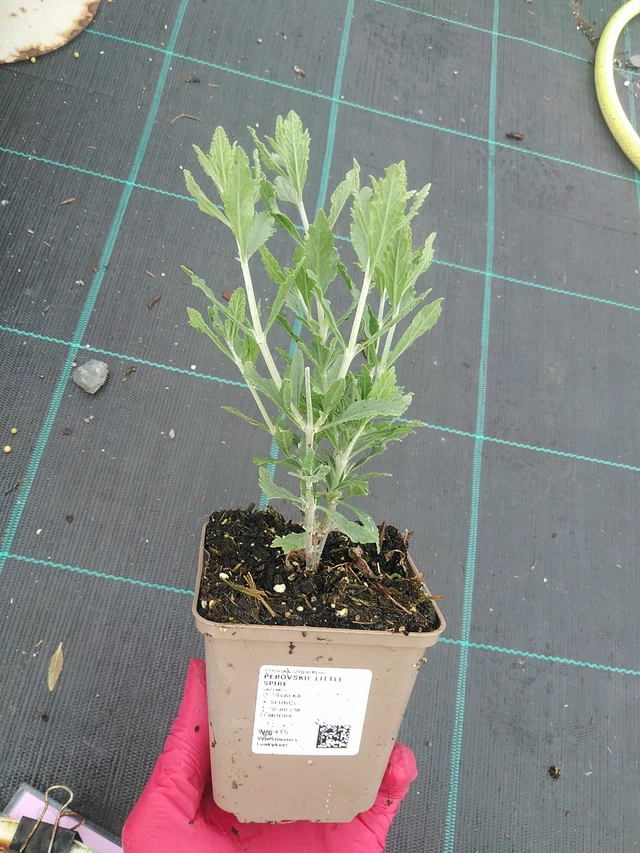 Perovskie Little Spire - 31. 7. 2025