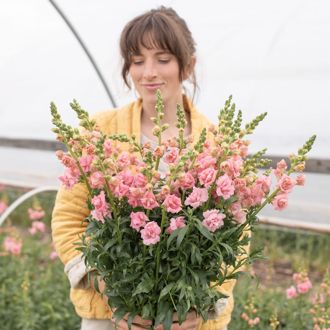 Lejongap Snapstar Pink, Loukykvět