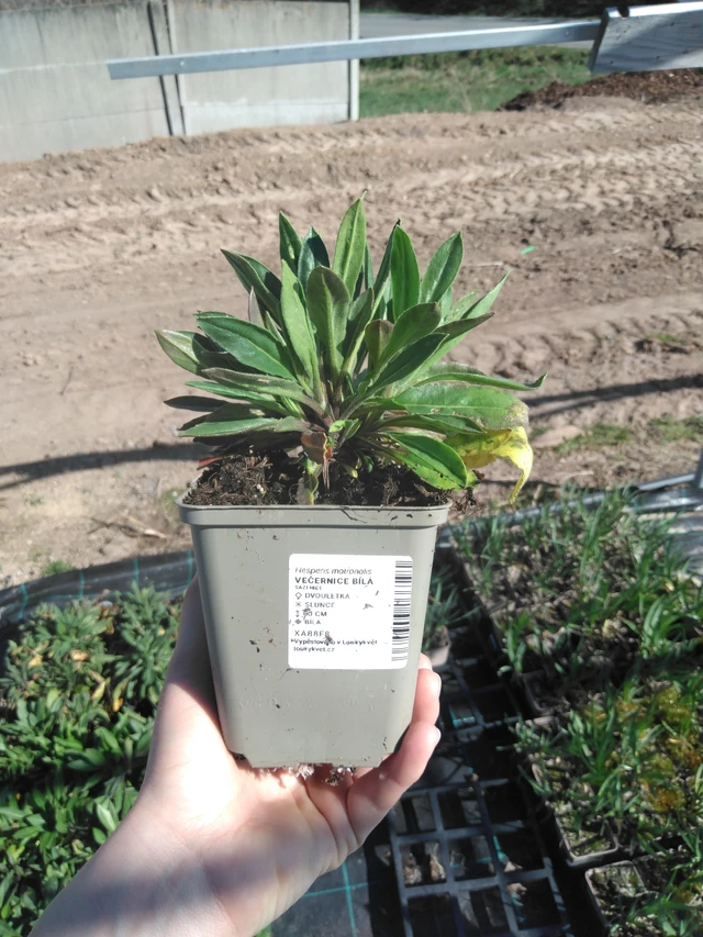 Večernice bílá - 3. 4. 2025