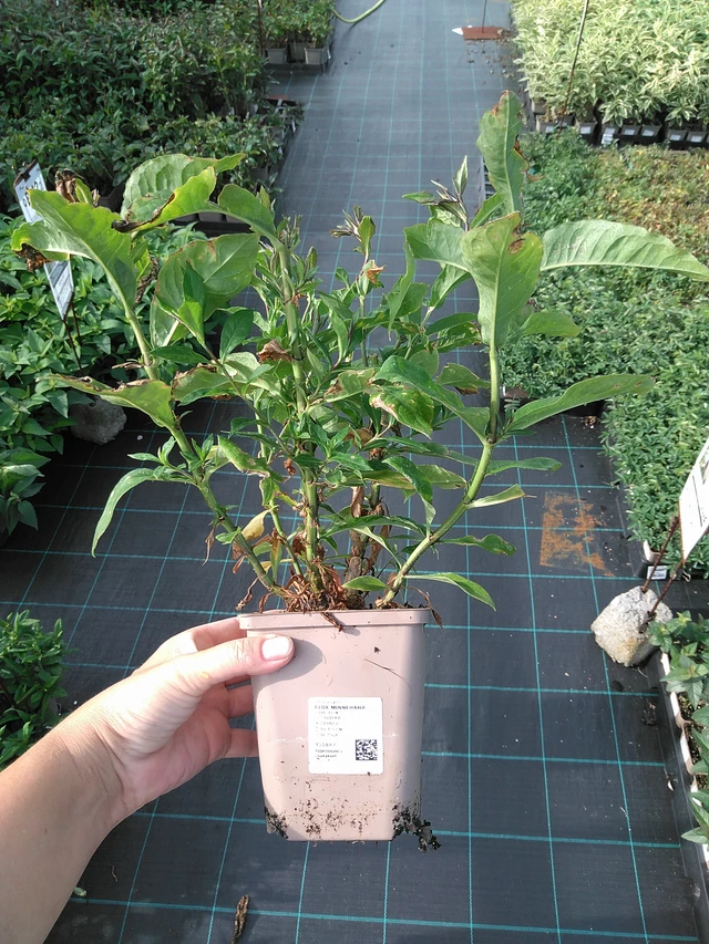 Flox Minnehaha - 11. 7. 2025