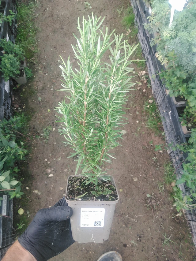 Rozmarýn Barbecue - 10. 9. 2025