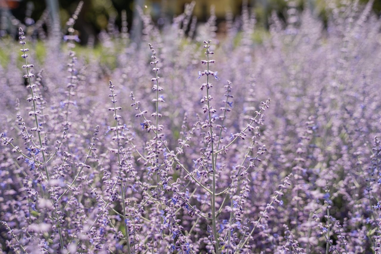 Perovskia Little Spire, Loukykvět