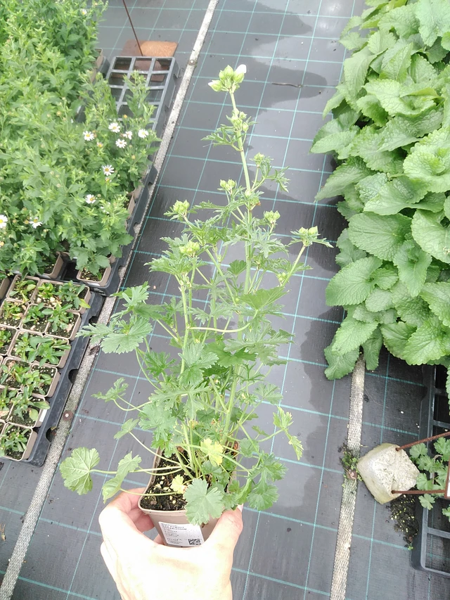 Myskihaukko Appleblossom - 21. 7. 2025