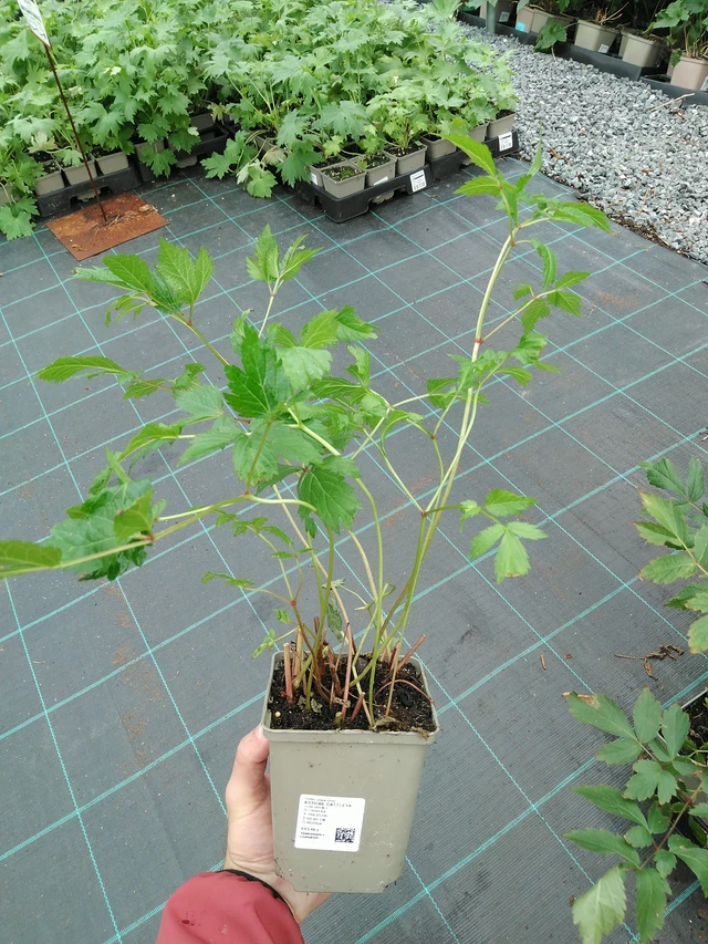 Astilbe Cattleya - 28. 7. 2025