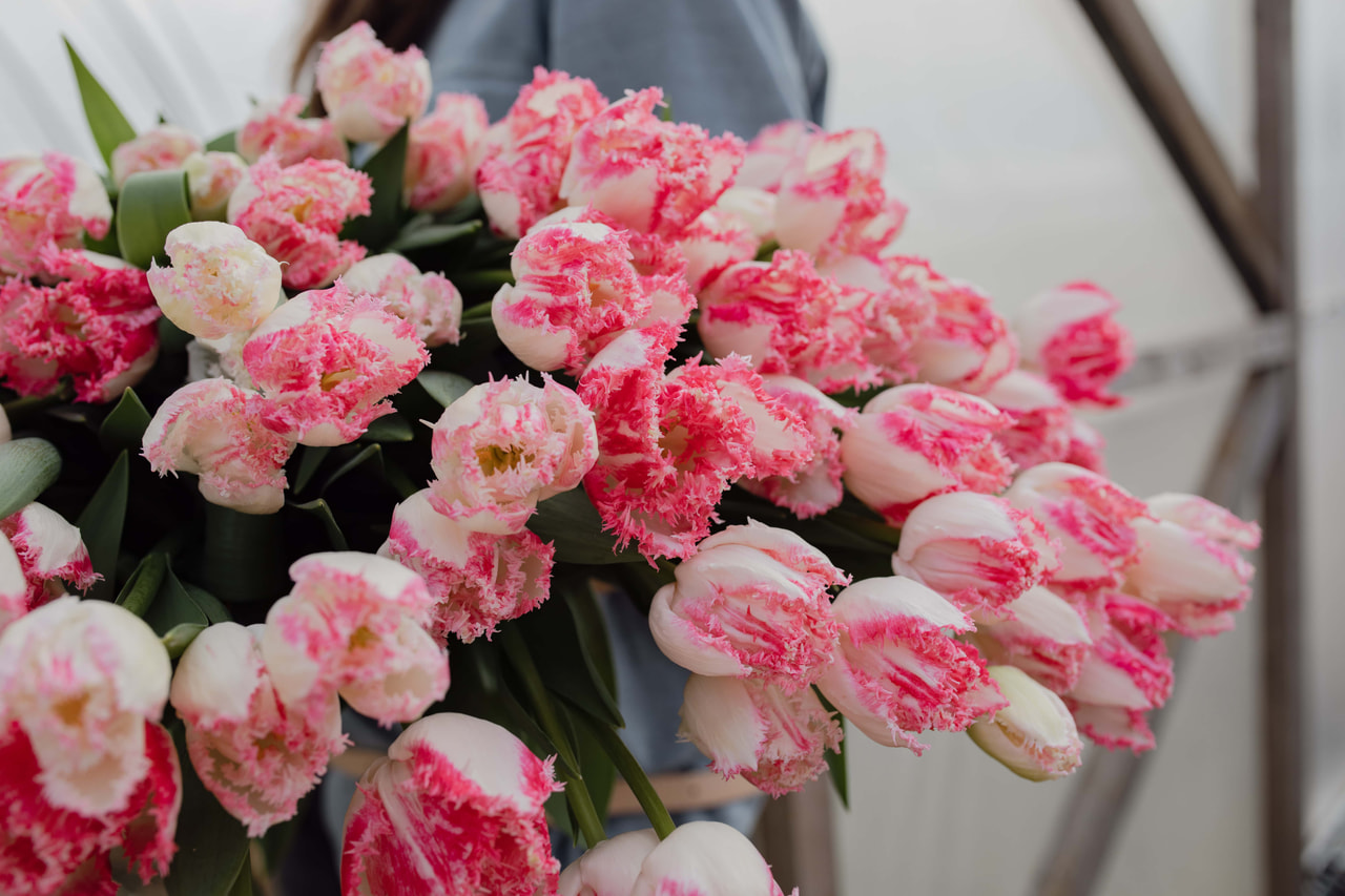 Tulipán Neglige, Loukykvět