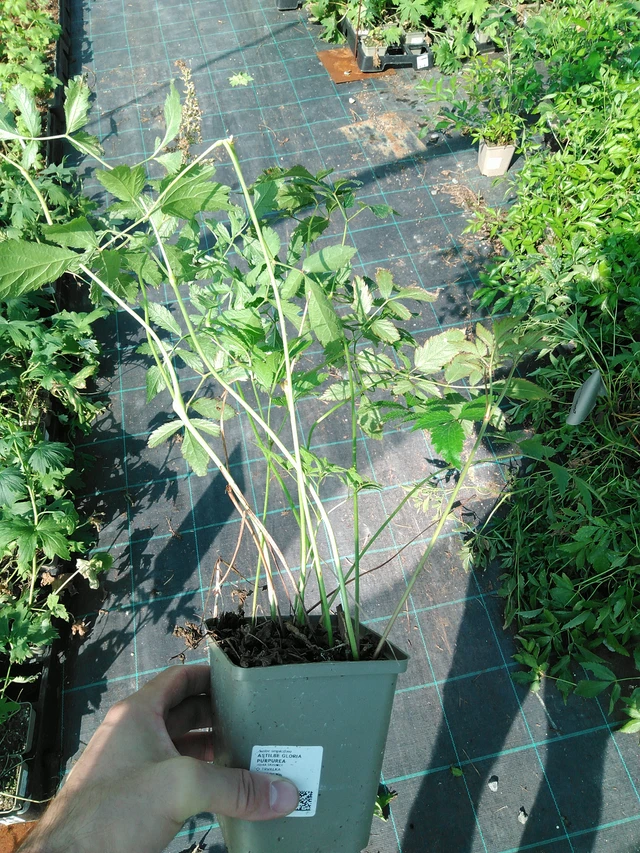 Astilbe Gloria Purpurea - 19. 8. 2025