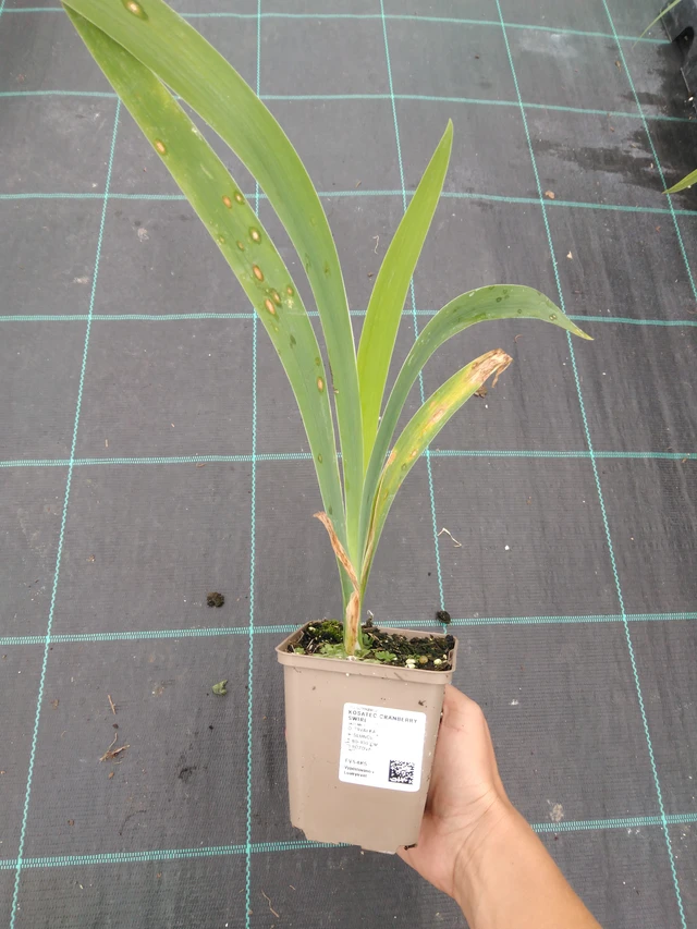 Iiris Cranberry Swirl - 10. 9. 2025