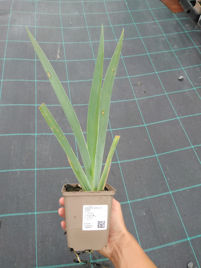 Iiris Rose de Perse - 10. 9. 2025