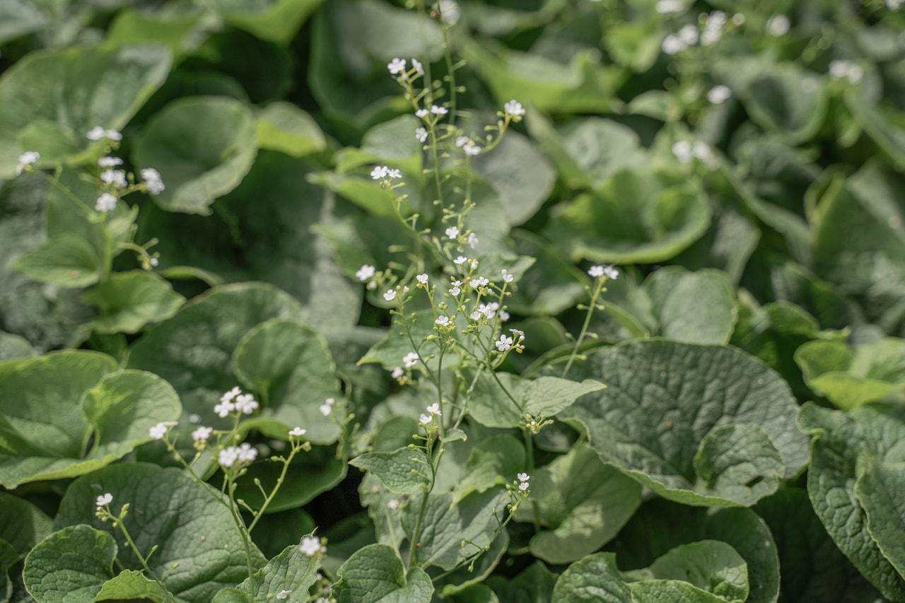 Kaukázusi nefelejcs Betty Bowring, Loukykvět
