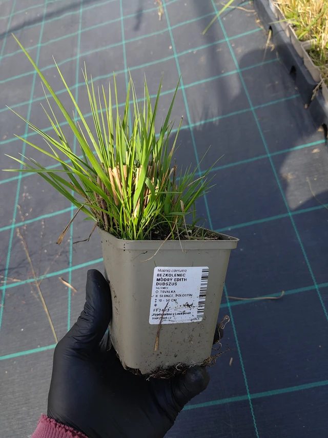 Nurmilauha Edith Dudszus - 11. 9. 2025