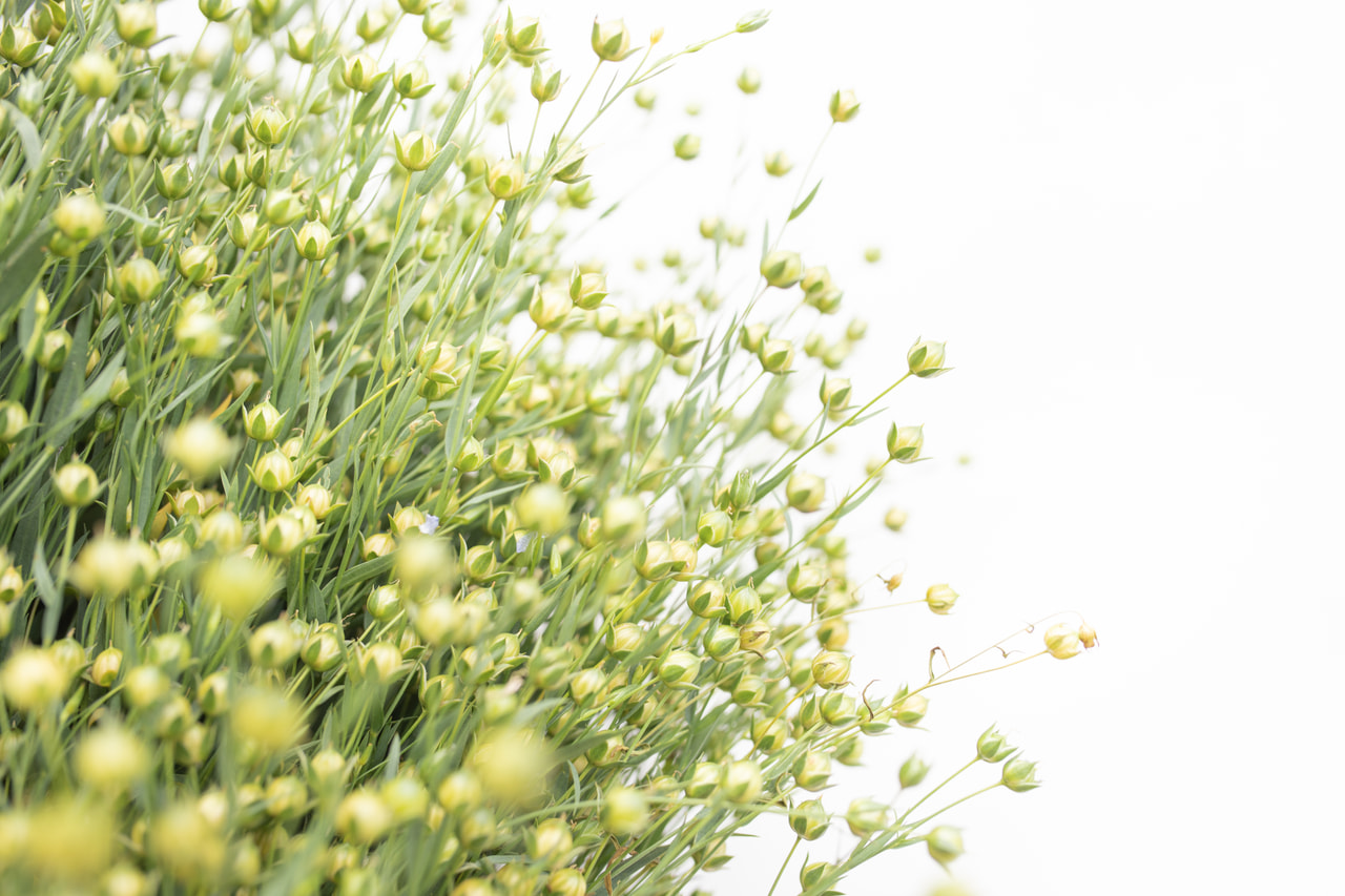 Len setý Sky Blue, Loukykvět