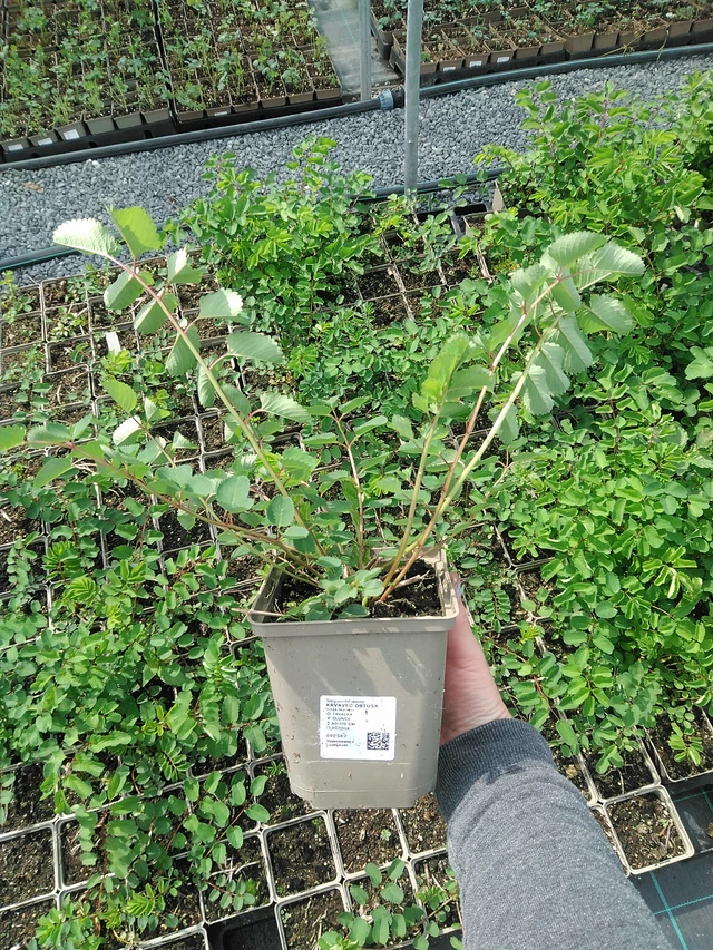 Verikurjenpolvi obtusa - 9. 6. 2025