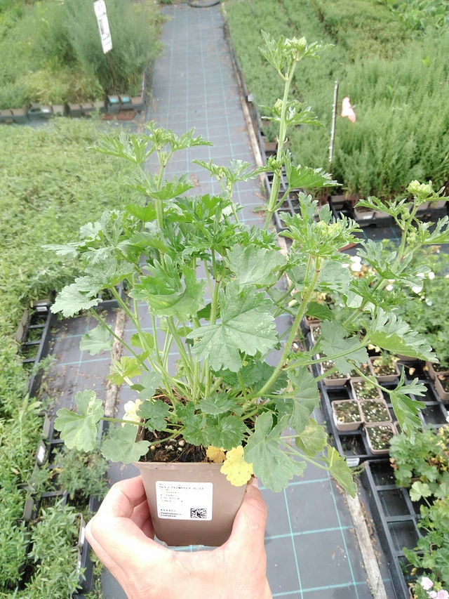 Sléz pižmový Alba - 21. 7. 2025