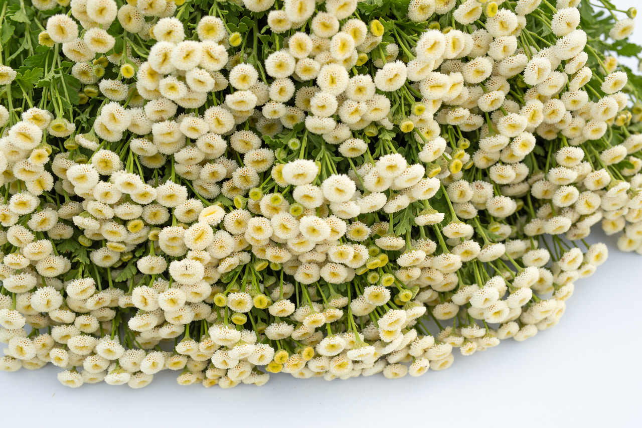 Řimbaba Baya, Loukykvět