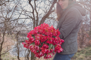 Tulipán Flash Point, Loukykvět