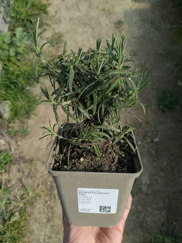 Rozmarýn Upright Pink - 27. 3. 2026