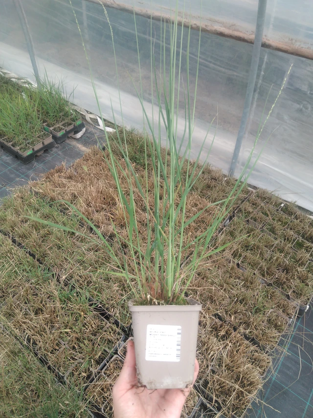 Nurmilauha Heidebraut - 2024