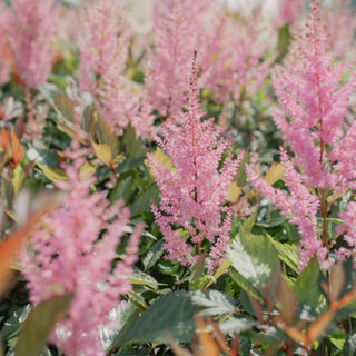 Astilbe Erika, Loukykvět