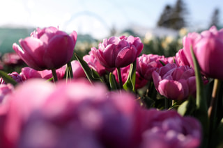 Tulipán Rosy Diamond, Loukykvět