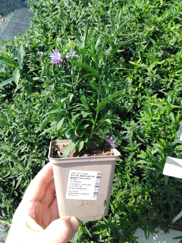 New York Aster Marie Ballard - 2024