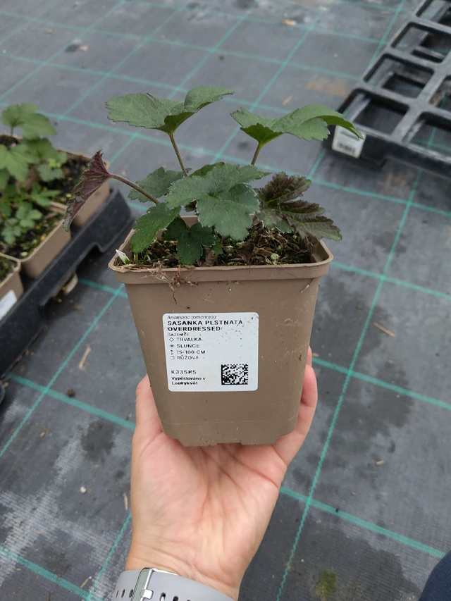 Anemona tomentosa Overdressed - 10. 9. 2025