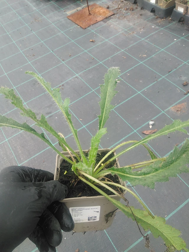 Idänunikko Royal Wedding - 10. 9. 2025