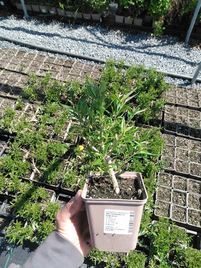 Caryopteris Kew Blue - 13. 5. 2025