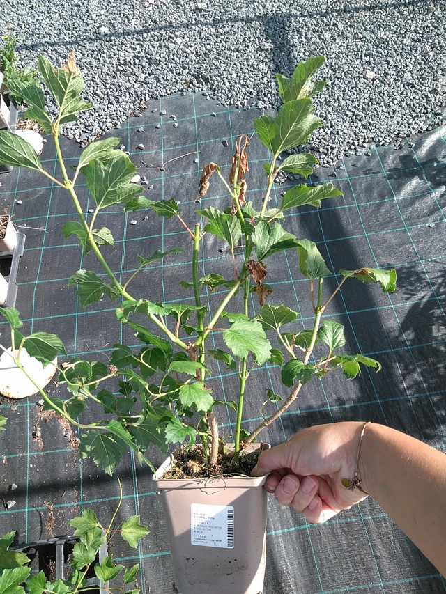 Viburnum Compactum - 11. 7. 2025