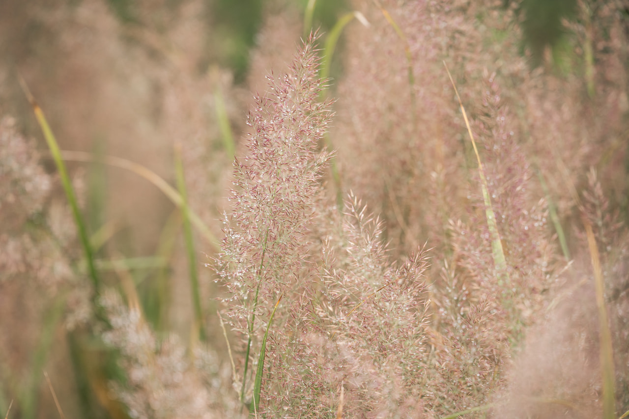 Szőrös nádtippan, Loukykvět