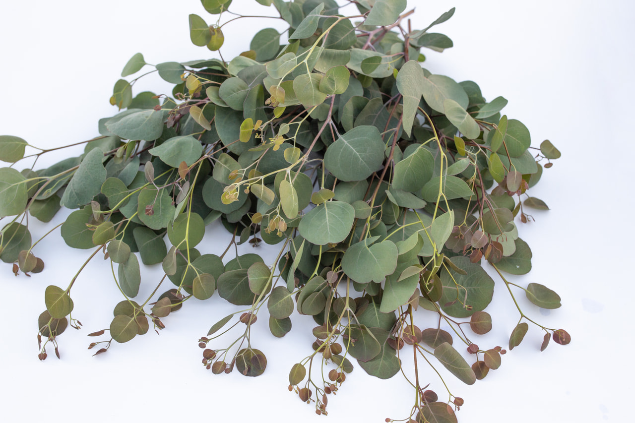 Eukalyptus Polyanthemos, Loukykvět