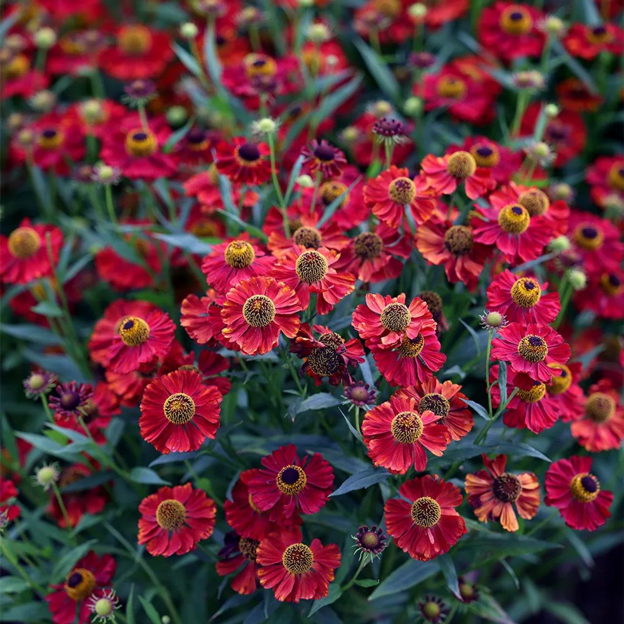 Hohdekukka Dunkle Pracht, Loukykvět