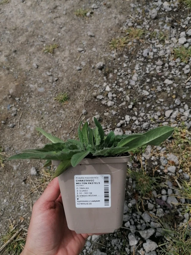 Chrastavec Melton Pastels - 2024