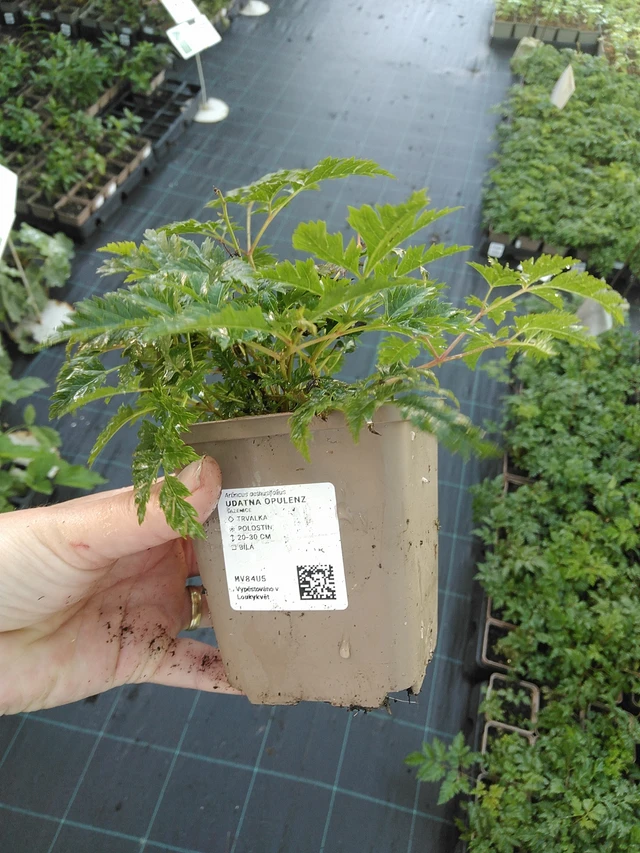 Udatna Opulenz - 19. 8. 2025