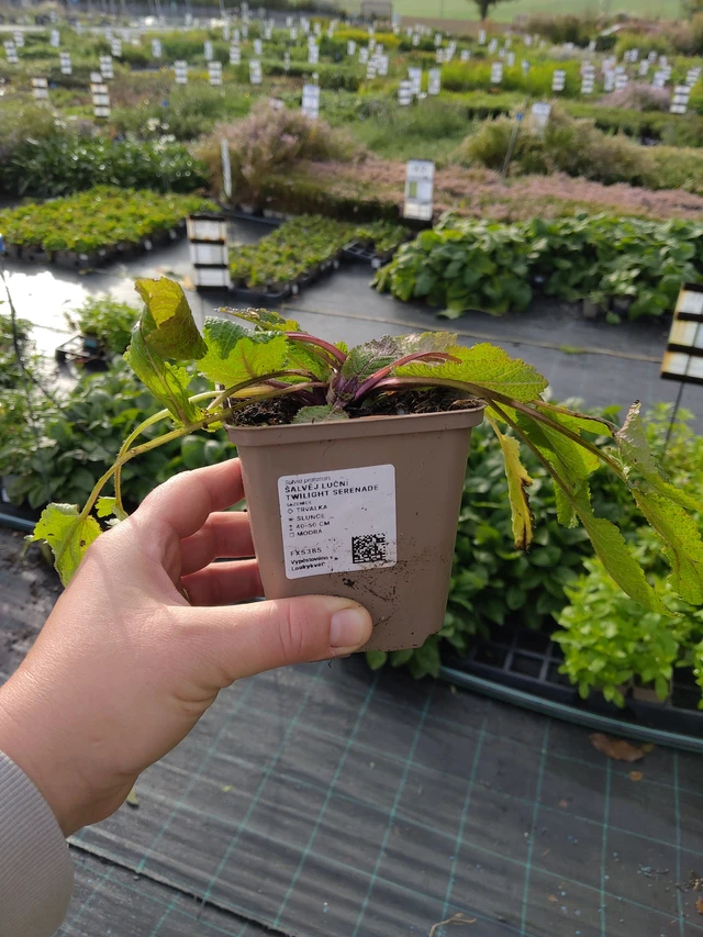 Niittyvirna Twilight Serenade - 9. 10. 2025