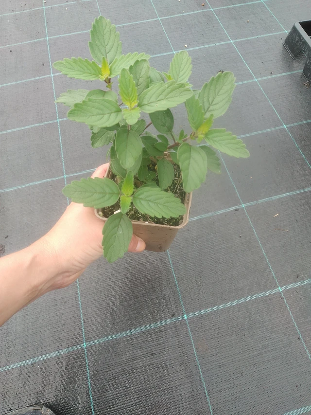 Ořechokřídlec Pagoda Dark Pink - 17. 7. 2025