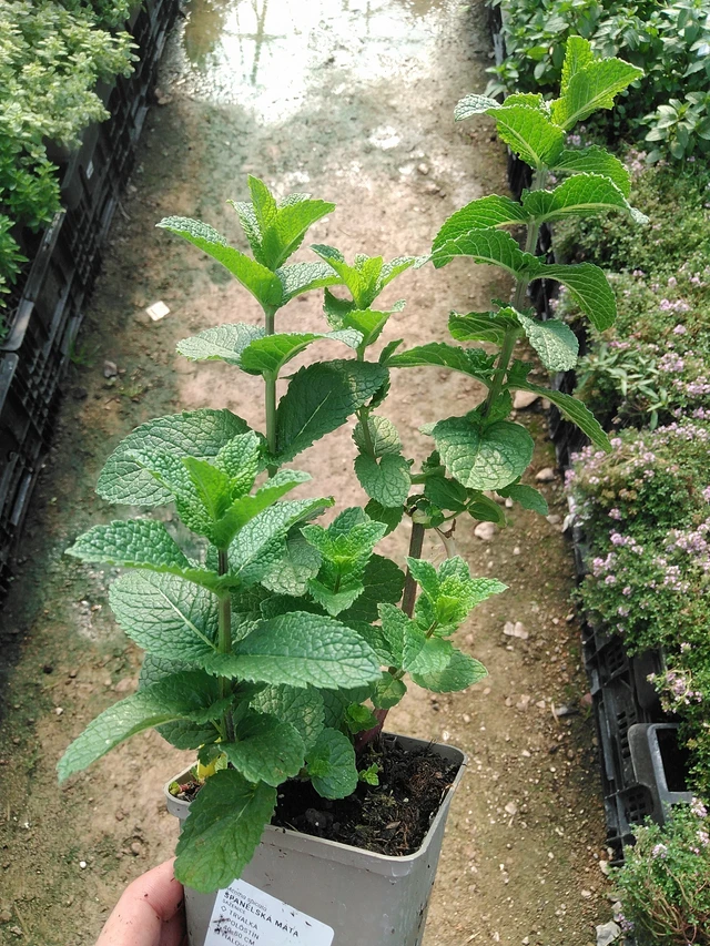 Mięta hiszpańska - 1. 7. 2025