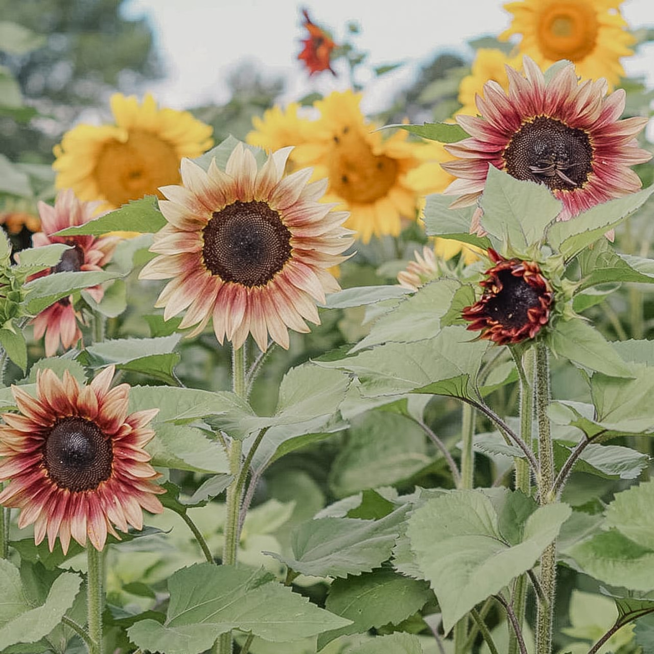 Slunečnice Autumn Beauty, Loukykvět