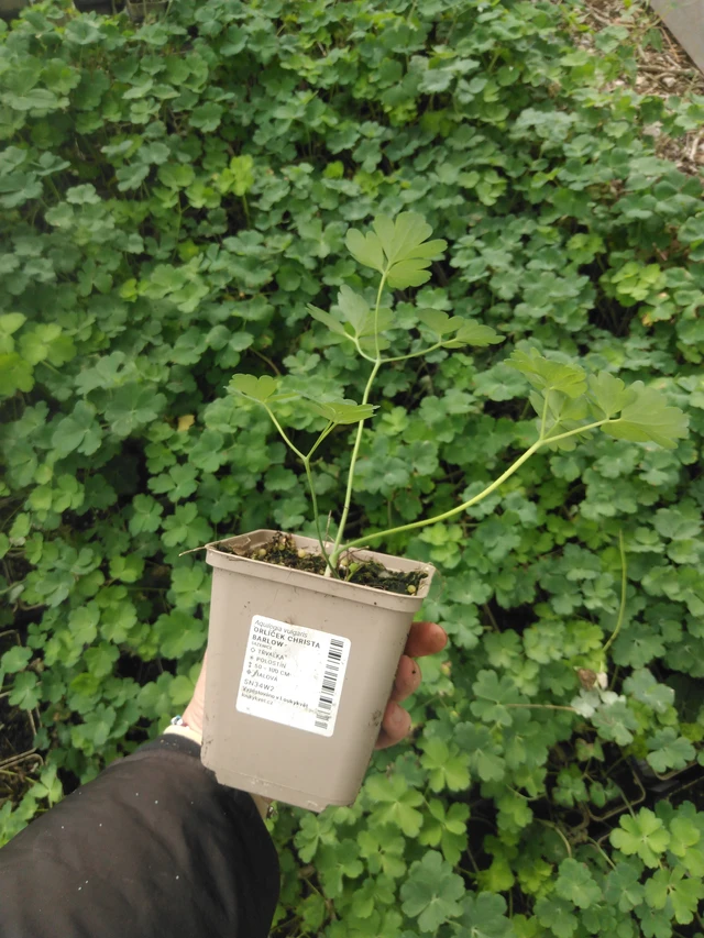 Akvileija Christa Barlow - 2024