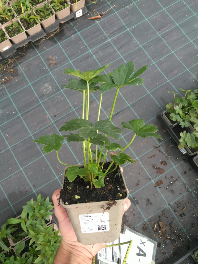 Jarmanka - 25. 7. 2025