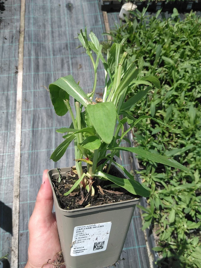 Sneezeweed Helena Gold - 24. 6. 2025