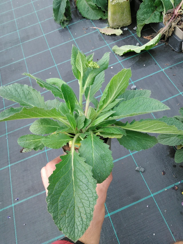 Gordolobo Plum Smokey - 28. 7. 2025