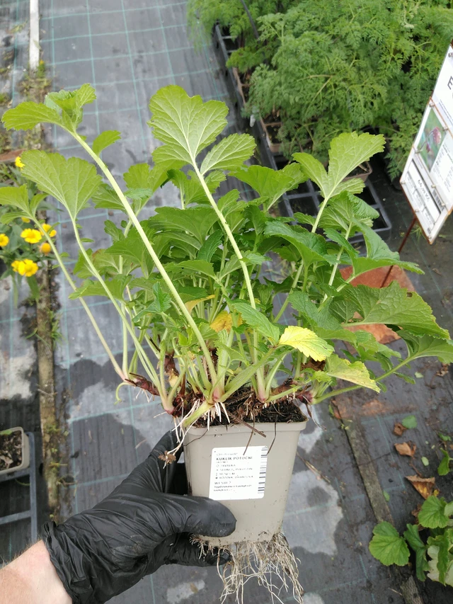 Geum rivale - 10. 9. 2025