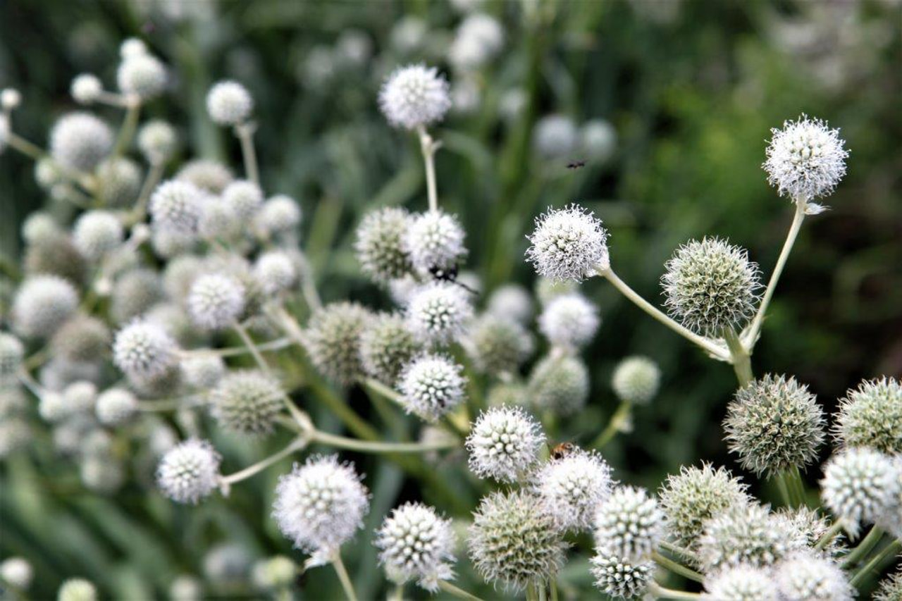 Máčka yuccifolium, Loukykvět