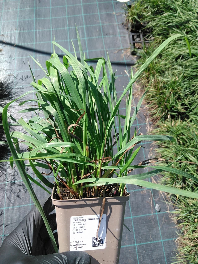 Třeslice Tinkerbell - 19. 8. 2025