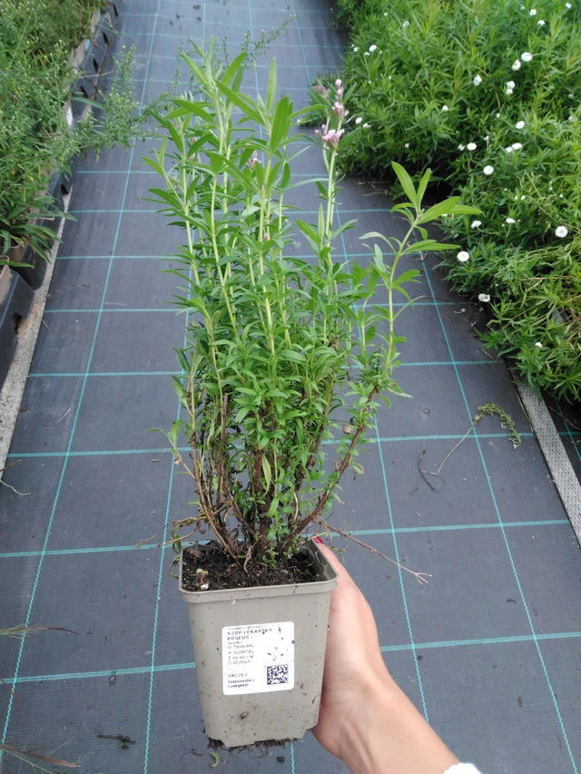 Hisopo officinal Roseus - 11. 9. 2025